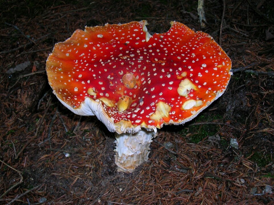 Toxic red white dots