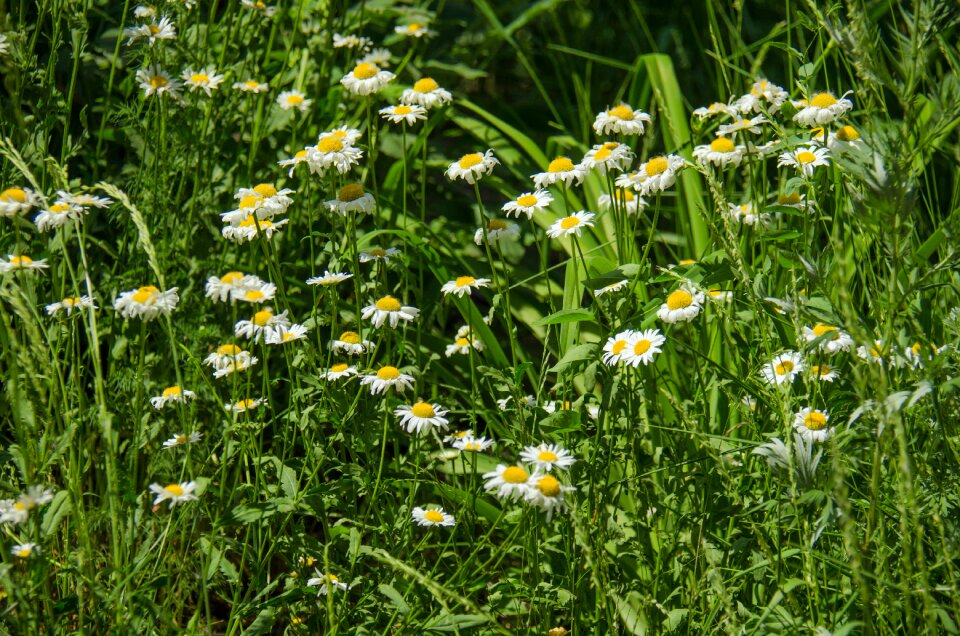 White flower white flowers