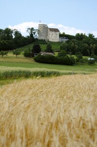 Switzerland cornfield landscape photo