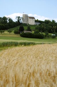 Switzerland cornfield landscape