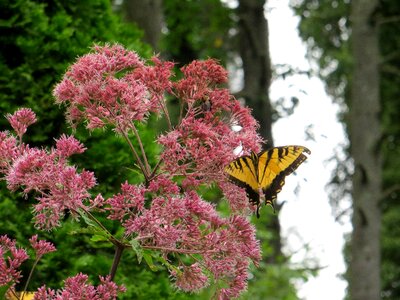 Yellow pink beautiful photo