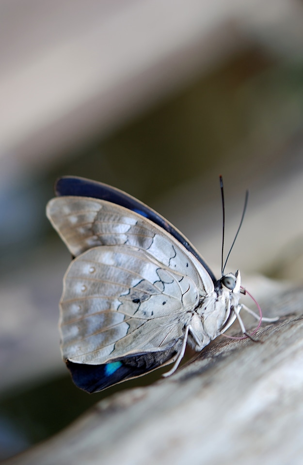 Butterflies colorful insect photo