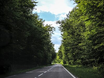 Green the road in the forest landscape photo