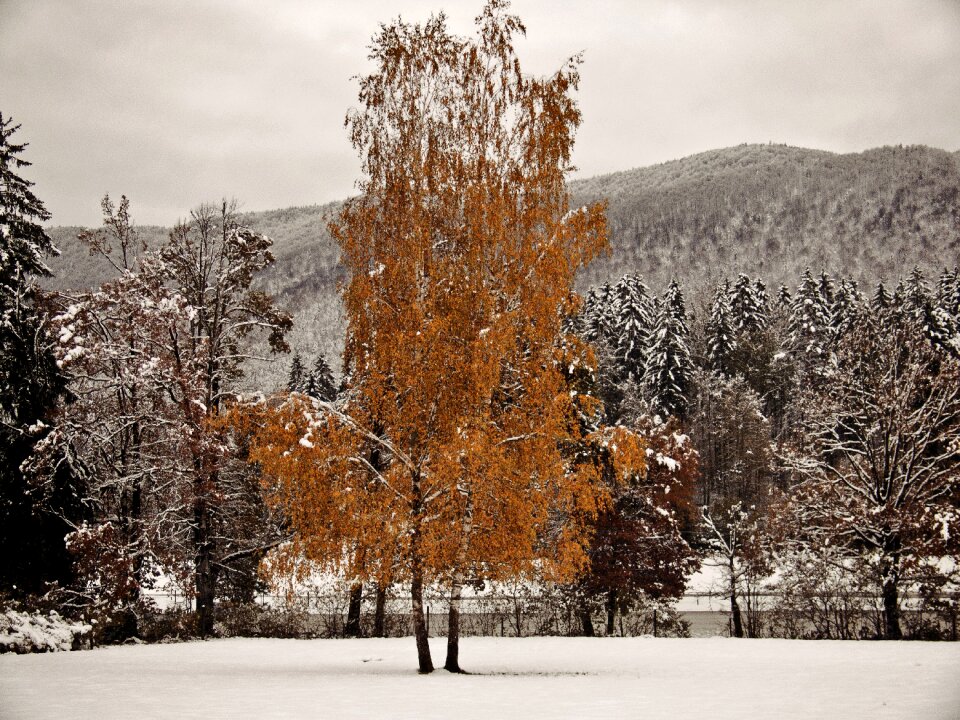Forest holiday snowy