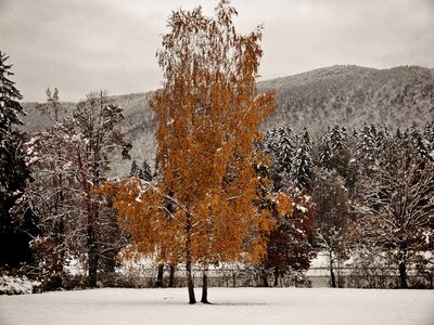 Forest holiday snowy