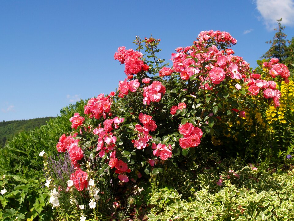 Roses rest pink