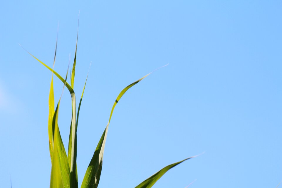Sky blue green