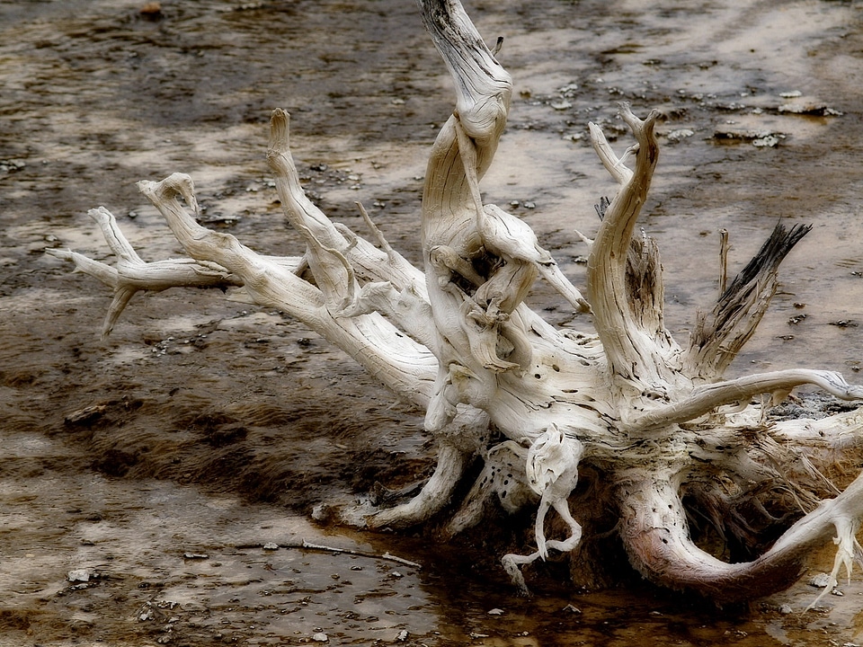 Yellowstone national park wyoming usa