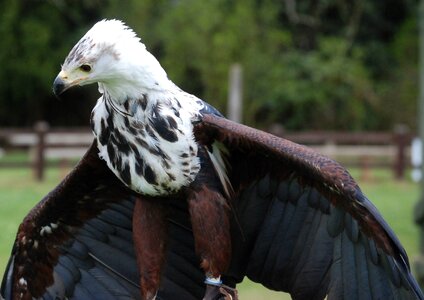 Beak raptor standing photo