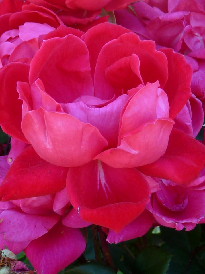 Pink pink rose