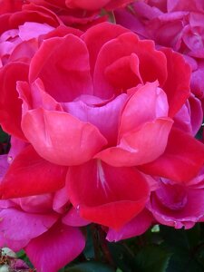 Pink pink rose