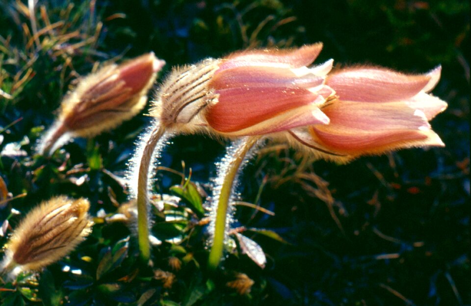 Pasque flower flower plant