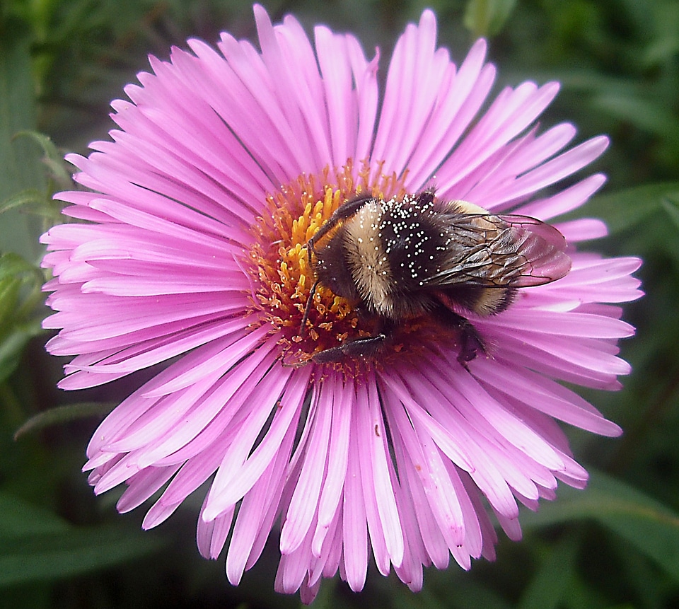 Pollen garden summer