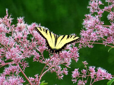 Yellow pink beautiful