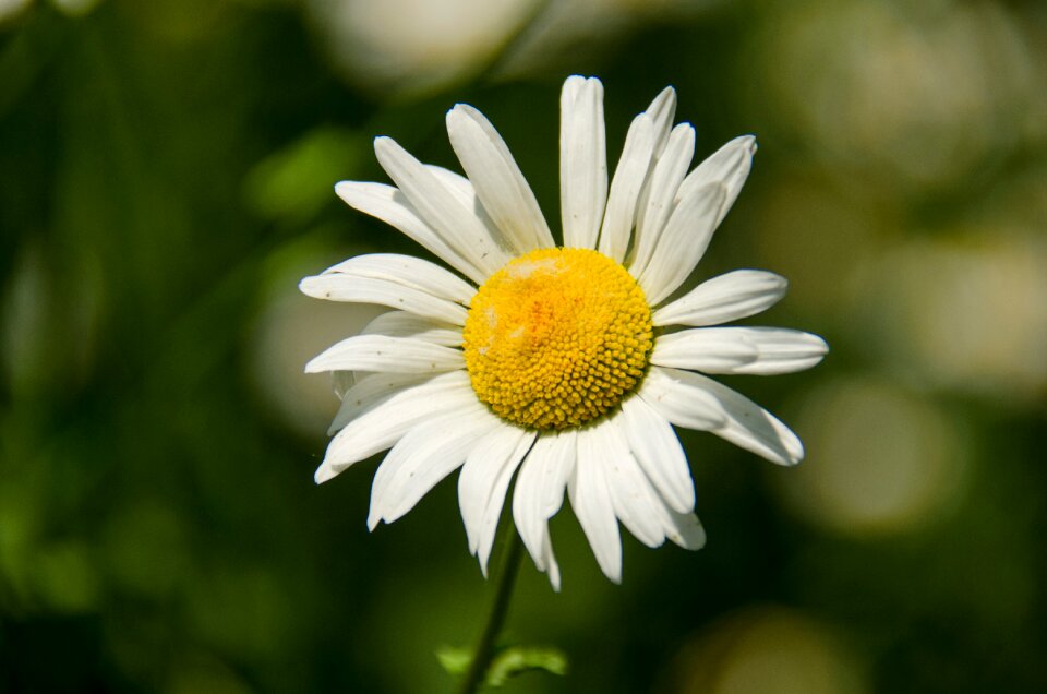 Summer flowers bloom