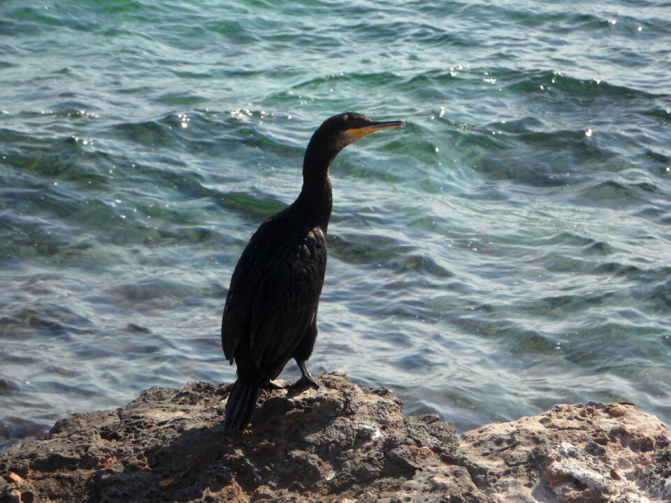 Cormorant water stones