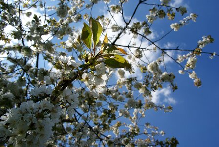 Sky spring flowering