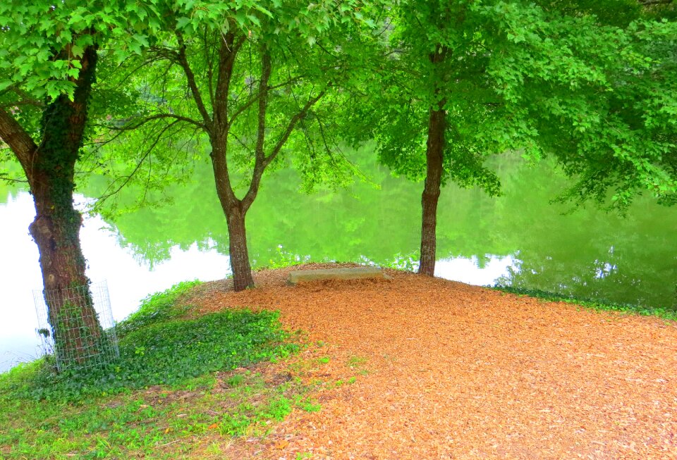 Bench green nature