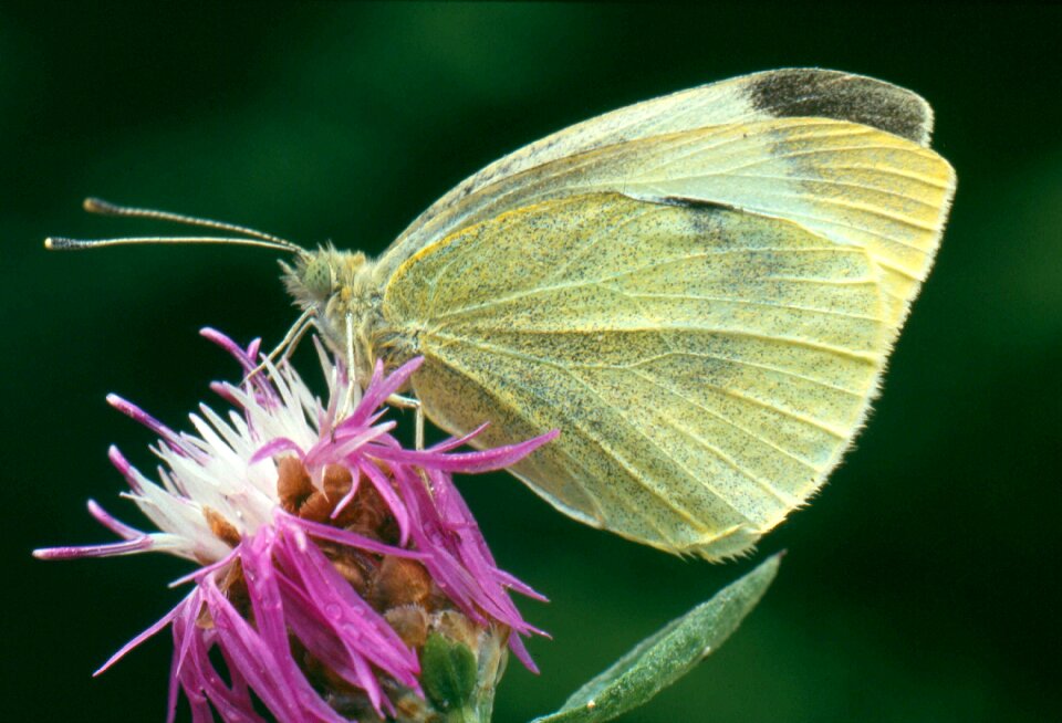 White butterfly knapweed