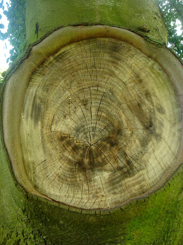 Branch missing rings