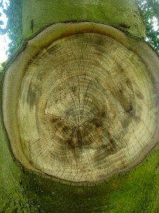 Branch missing rings