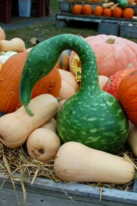 October halloween harvest