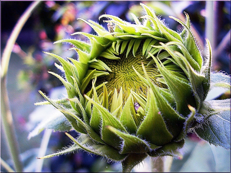 Sunflower plant summer