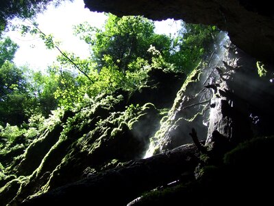 Forest nature padis