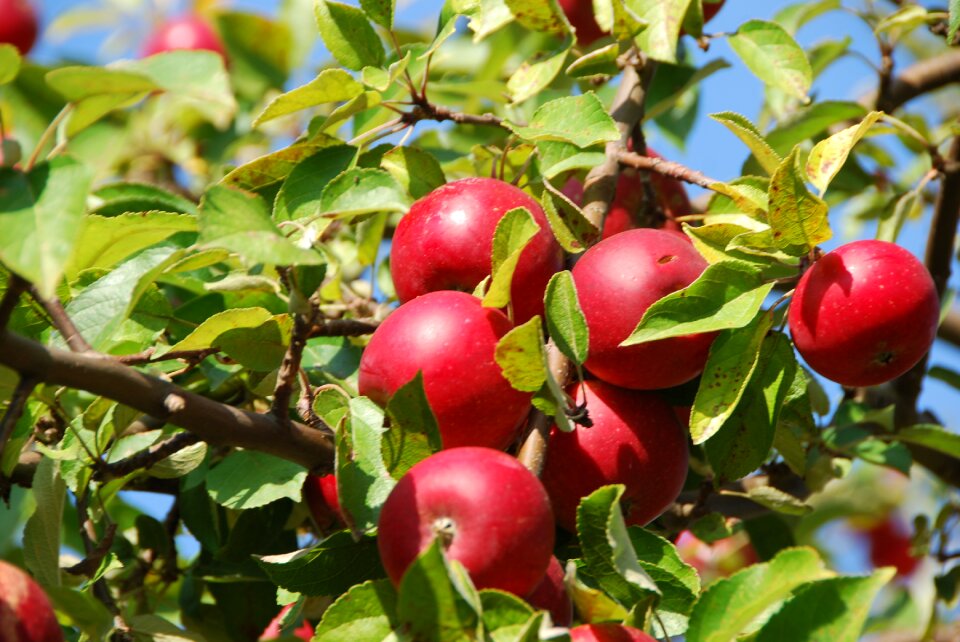 Apple tree apple orchard