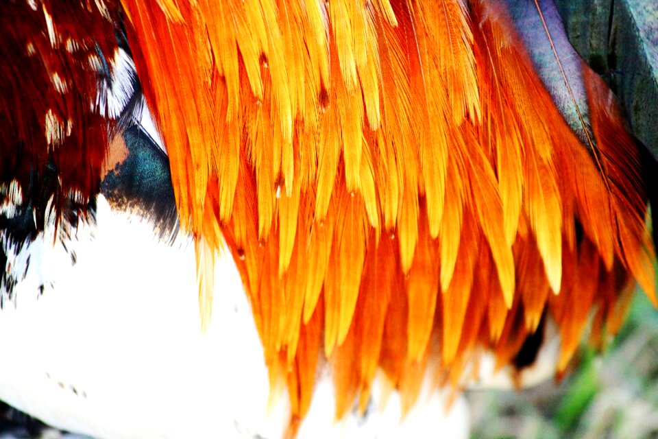Feather kauai orange