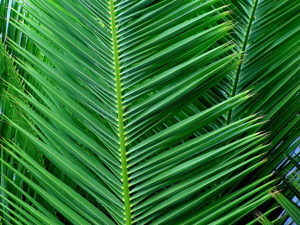 Green tropical coconut