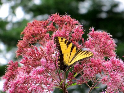 Yellow pink beautiful photo