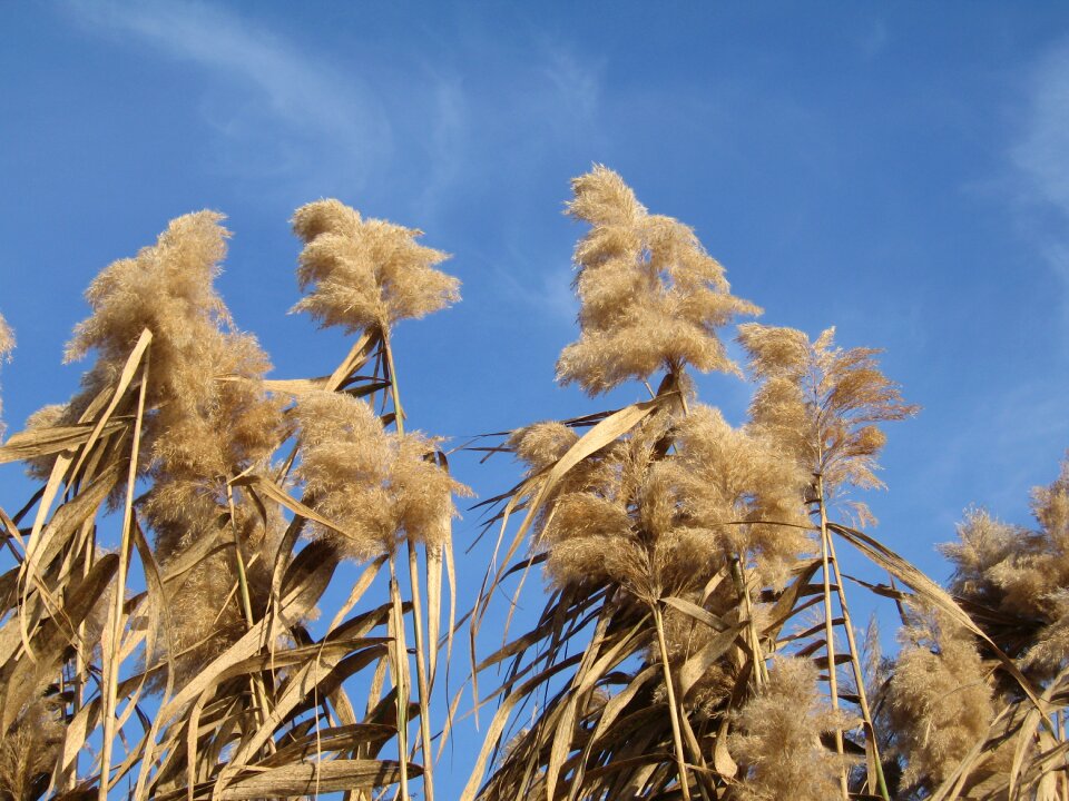 Plant autumn herbstwind
