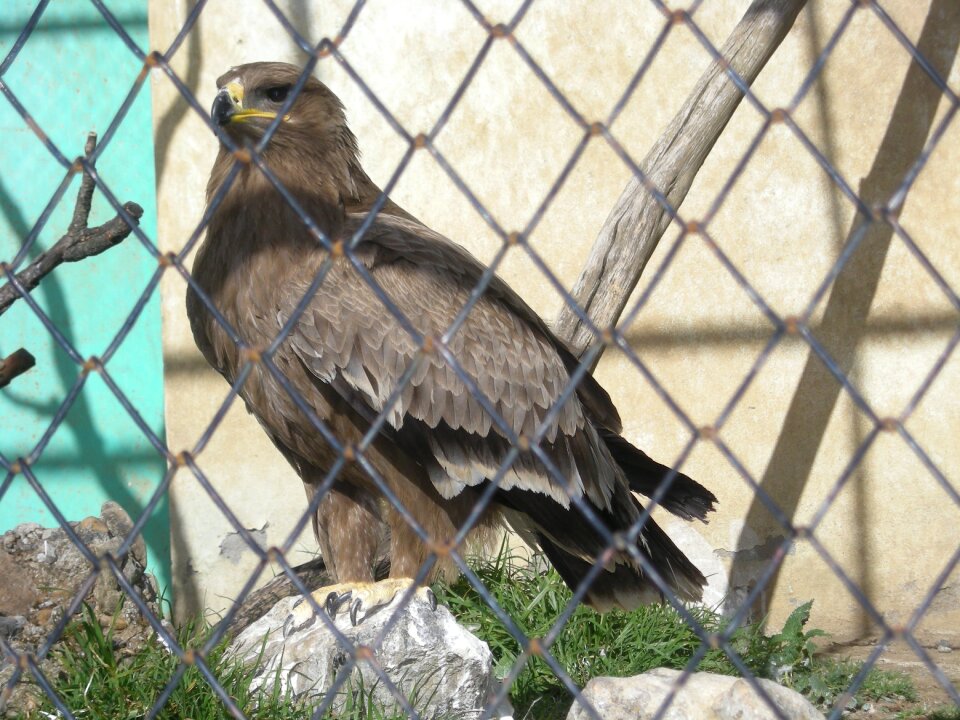 Bird of prey wild bird