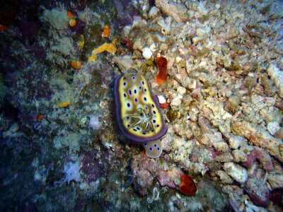 Underwater snail underwater water