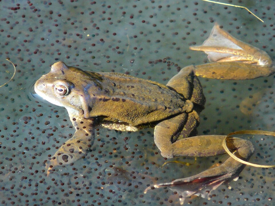 Frog spawn spawn animal