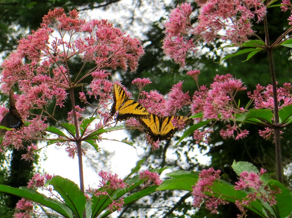 Yellow pink beautiful