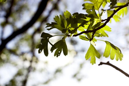 Nature outdoor fragile