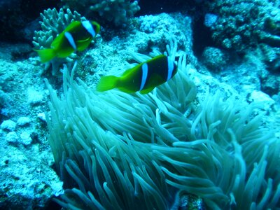 Diving family holidays