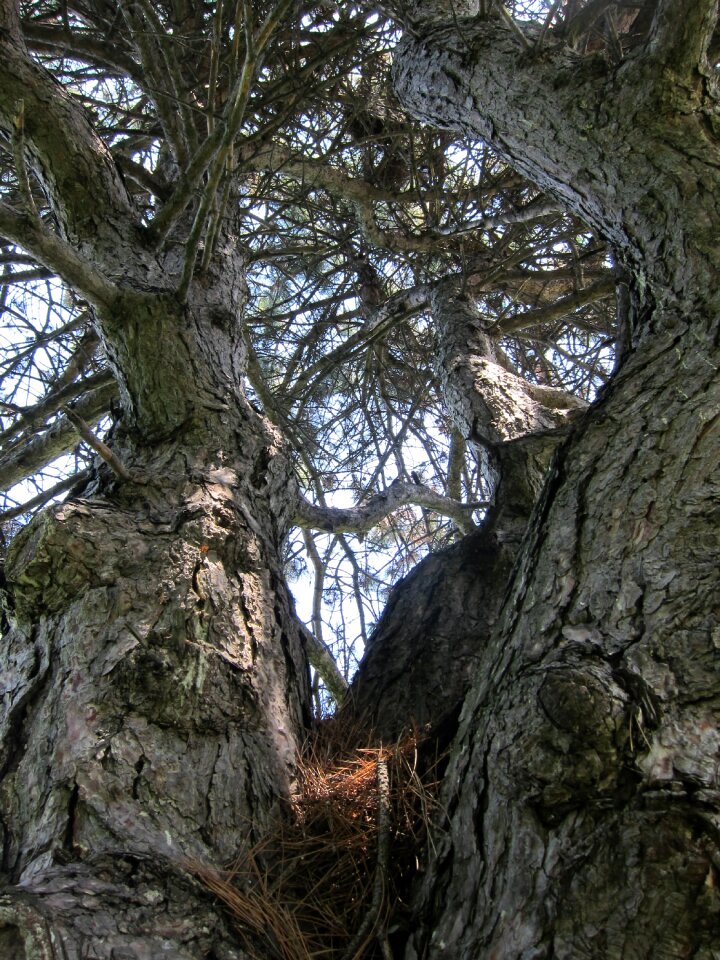 Gnarled nature plant