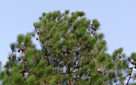 Bhutan pine pinus wallichiana pinaceae photo