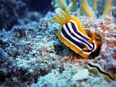 Underwater water sea