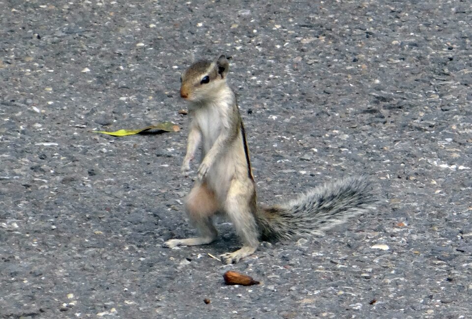Rodent squirrel sciuridae