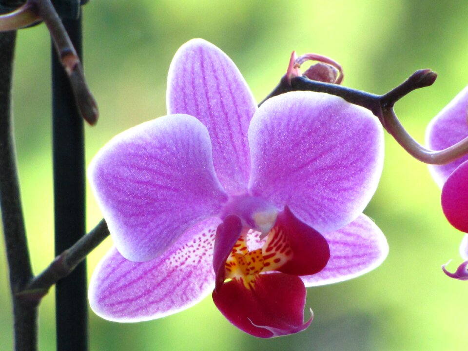 Blossom bloom violet