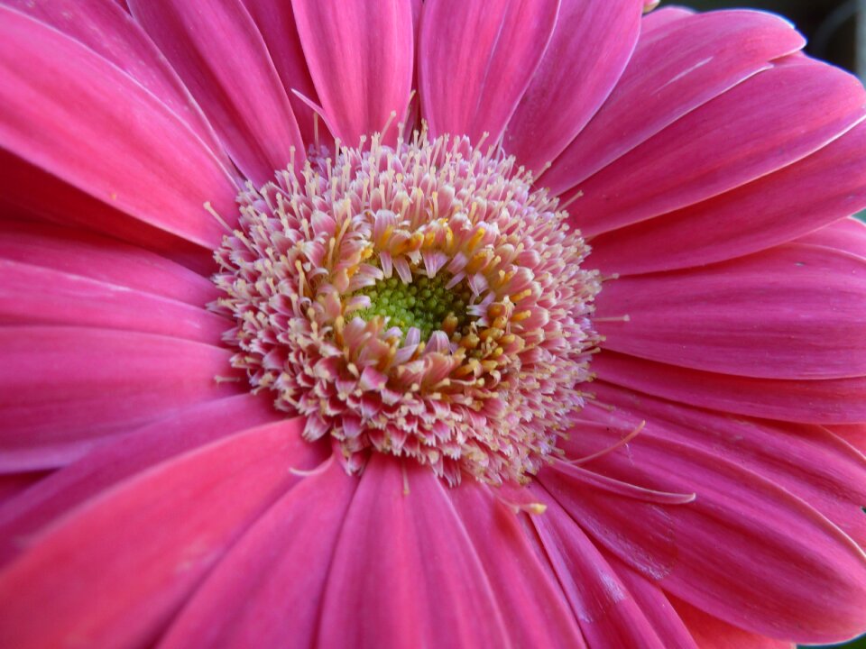Pink flower