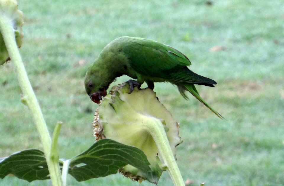 Female parrot bird photo