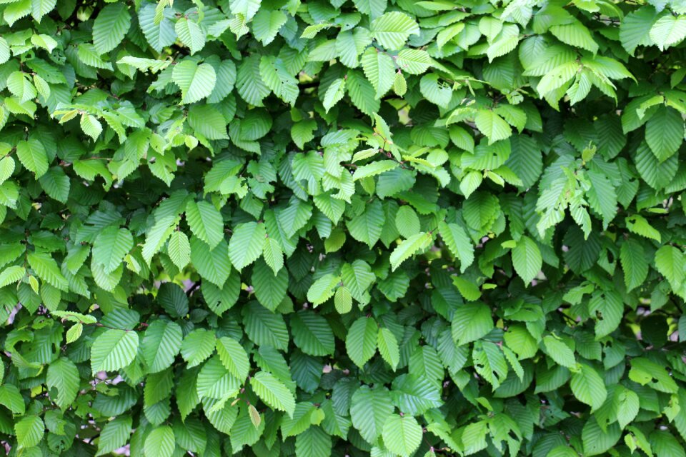 Leaves structure fouling