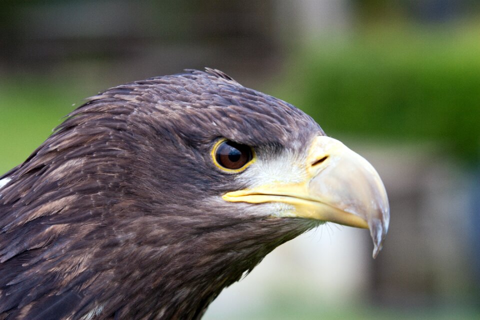 Head raptor plumage