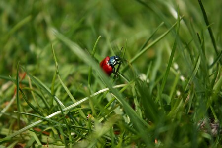 Insect blades of grass red