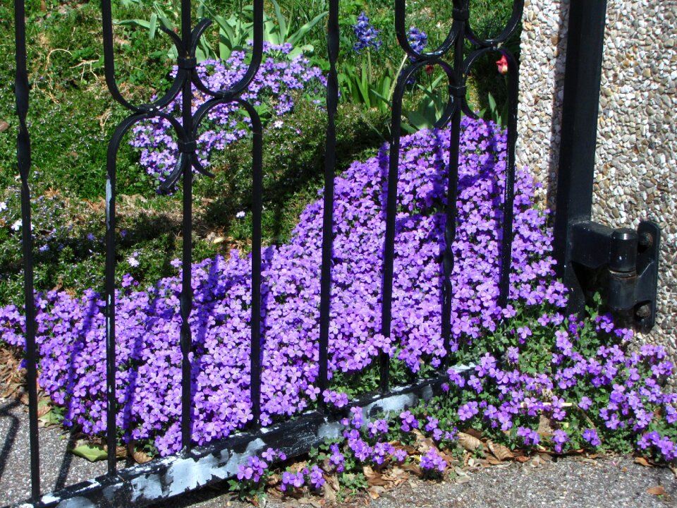 Violet plant bloom